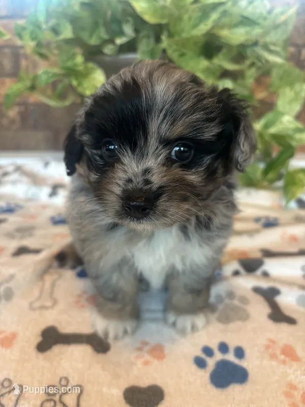 Izzy – Pomapoo puppy for sale in Howe, OK