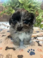 Izzy, a female Pomapoo for sale in Howe, OK – 1 of 6