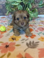 Boomer, a male Pomapoo and Pomeranian for sale in Howe, OK – 5 of 7