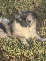 Bella~HOLD, a female Pomapoo and Poodle - Toy  for sale in Howe, OK – 7 of 10