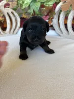 Abby, a female Yorkipoo and Poodle - Toy  for sale in Howe, OK – 7 of 8