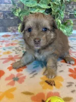 Boomer, a male Pomapoo and Pomeranian for sale in Howe, OK – 1 of 7