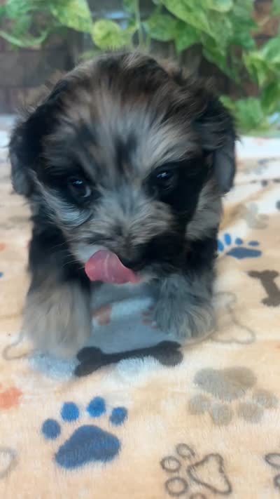 Izzy, a female Pomapoo for sale in Howe, OK – 6 of 6