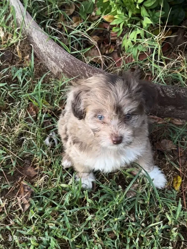 Pumpkin – Pomapoo, Poodle - Toy  puppy for sale in Howe, OK