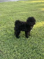 Oakley, a male Maltipoo and Poodle - Toy  for sale in Howe, OK – 2 of 7
