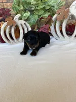 Ali, a female Yorkipoo and Yorkshire Terrier for sale in Howe, OK – 6 of 7