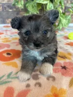 Stormy, a male Pomapoo for sale in Howe, OK – 1 of 8