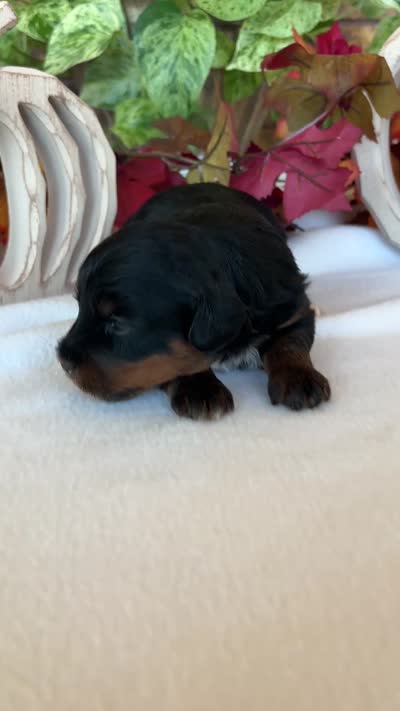 Ali, a female Yorkipoo and Yorkshire Terrier for sale in Howe, OK – 7 of 7