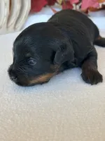 Abby, a female Yorkipoo and Poodle - Toy  for sale in Howe, OK – 3 of 8