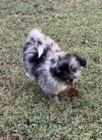 Bella~HOLD, a female Pomapoo and Poodle - Toy  for sale in Howe, OK – 1 of 10