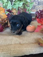 Ali~ON HOLD, a female Yorkipoo and Yorkshire Terrier for sale in Howe, OK – 4 of 10
