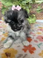 Bella, a female Pomapoo and Poodle - Toy  for sale in Howe, OK – 3 of 7