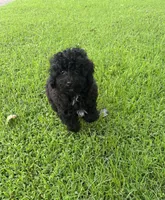 Oakley, a male Maltipoo and Poodle - Toy  for sale in Howe, OK – 4 of 7