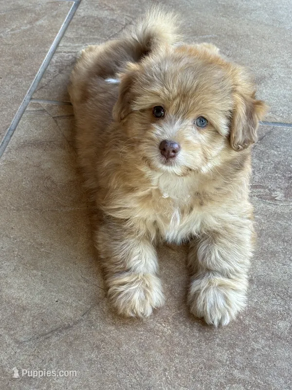 Boomer – Pomapoo, Pomeranian puppy for sale in Howe, OK