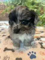 Izzy, a female Pomapoo for sale in Howe, OK – 3 of 6