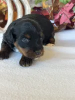 Ali, a female Yorkipoo and Yorkshire Terrier for sale in Howe, OK – 5 of 7