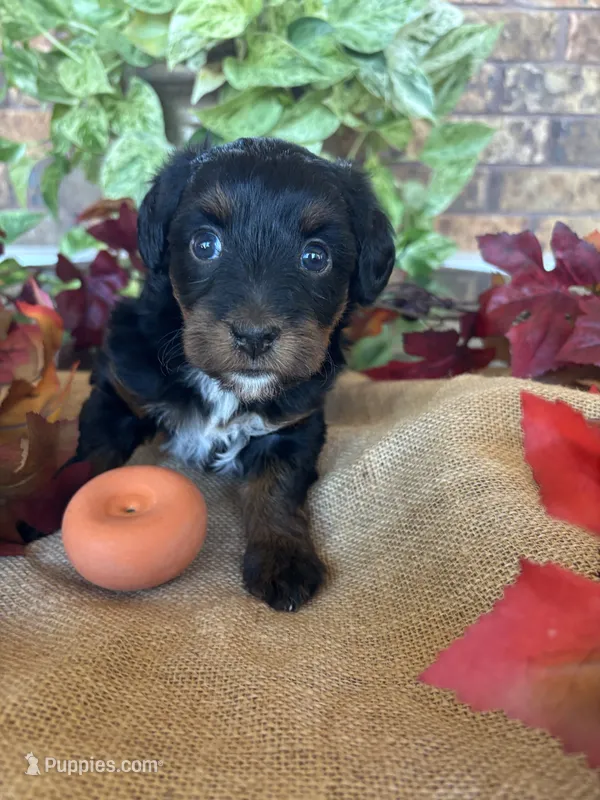 Ali~ON HOLD, a female Yorkipoo and Yorkshire Terrier for sale in Howe, OK – 1 of 10