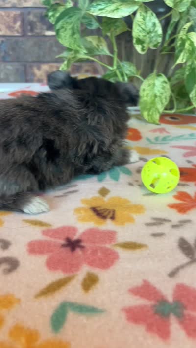 Stormy, a male Pomapoo for sale in Howe, OK – 8 of 8