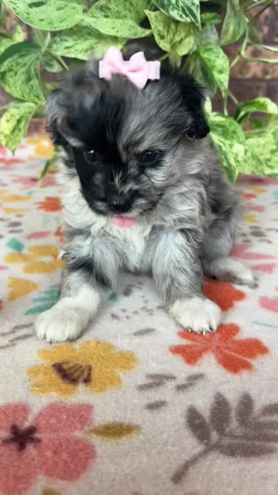 Bella, a female Pomapoo and Poodle - Toy  for sale in Howe, OK – 7 of 7
