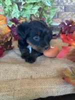 Ali~ON HOLD, a female Yorkipoo and Yorkshire Terrier for sale in Howe, OK – 2 of 10