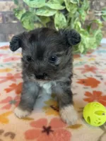Stormy, a male Pomapoo for sale in Howe, OK – 2 of 8
