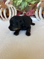 Abby, a female Yorkipoo and Poodle - Toy  for sale in Howe, OK – 6 of 8
