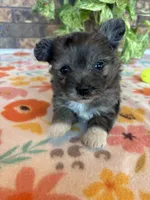 Stormy, a male Pomapoo for sale in Howe, OK – 5 of 8