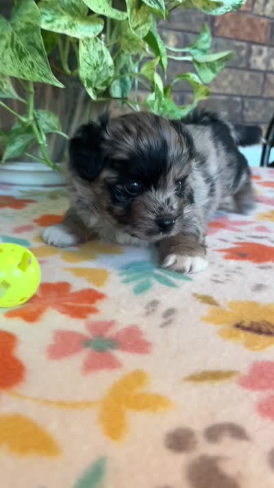 Blu, a male Pomapoo for sale in Howe, OK – 8 of 8