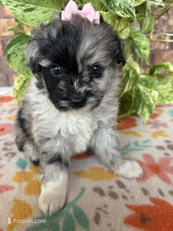 Bella – Pomapoo, Poodle - Toy  puppy for sale in Howe, OK