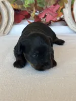 Abby, a female Yorkipoo and Poodle - Toy  for sale in Howe, OK – 2 of 8