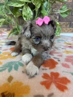 Cookey-HOLD, a female Pomapoo and Pomeranian for sale in Howe, OK – 5 of 7