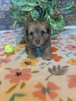 Boomer, a male Pomapoo and Pomeranian for sale in Howe, OK – 2 of 7