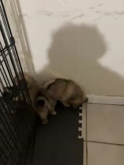 Girl Puppy, a female Pomeranian for sale in Columbus, GA – 4 of 4