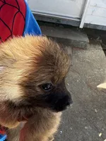 Girl puppy 2, a female Pomeranian for sale in Columbus, GA – 3 of 3