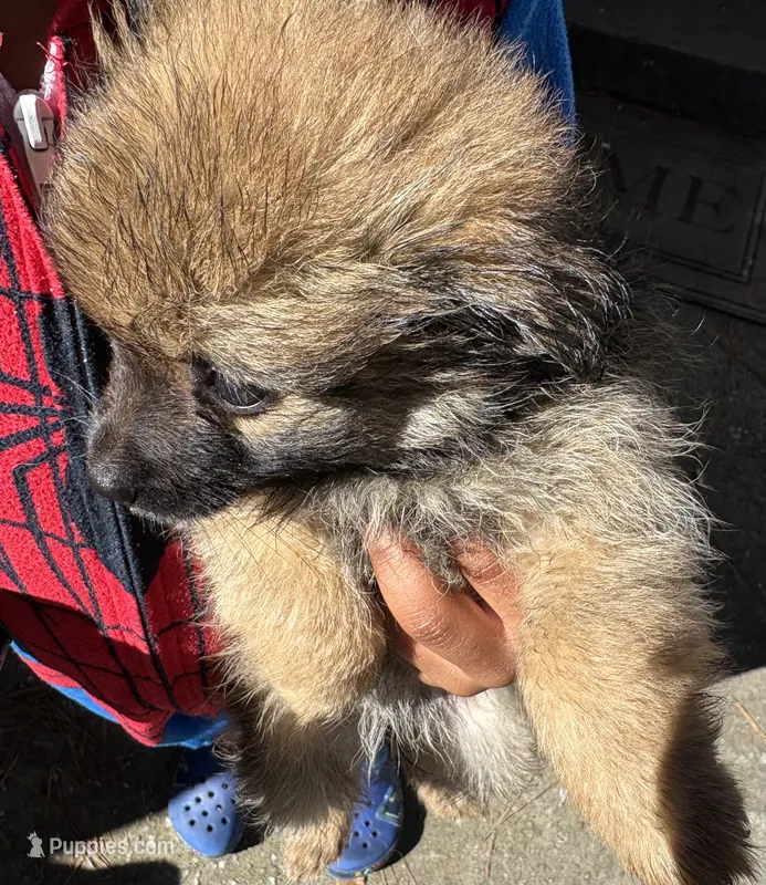 Girl puppy 2 – Pomeranian puppy for sale in Columbus, GA