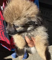 Girl puppy 2, a female Pomeranian for sale in Columbus, GA – 1 of 3