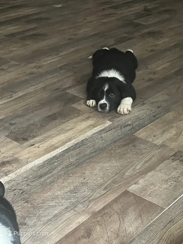 Porter  – Australian Cattle Dog, Bernese Mountain Dog puppy for sale in Montgomery, TX