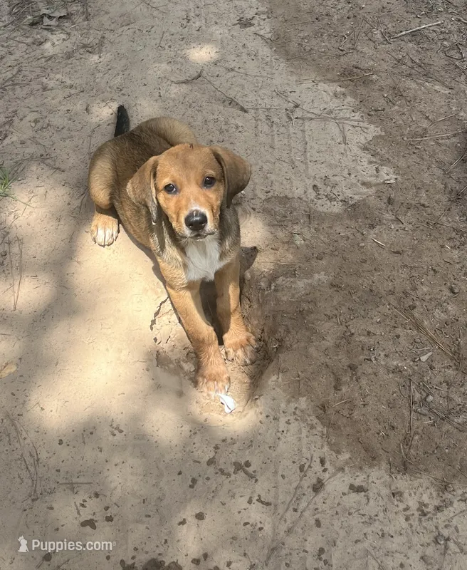 Peanut  – Australian Cattle Dog, Bernese Mountain Dog puppy for sale in Montgomery, TX