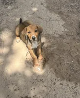 Peanut , a female Australian Cattle Dog and Bernese Mountain Dog for sale in Montgomery, TX – 1 of 1