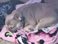 Shotime, a male French Bulldog for sale in Houston, TX – 8 of 8