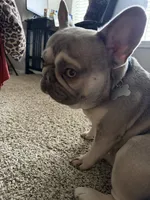 Shotime, a male French Bulldog for sale in Houston, TX – 6 of 8