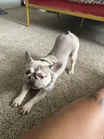 Shotime, a male French Bulldog for sale in Houston, TX – 7 of 8