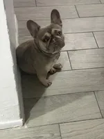 Shotime, a male French Bulldog for sale in Houston, TX – 2 of 8