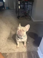 Shotime, a male French Bulldog for sale in Houston, TX – 5 of 8
