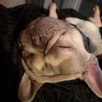 Shotime, a male French Bulldog for sale in Houston, TX – 4 of 8