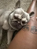 Shotime, a male French Bulldog for sale in Houston, TX – 3 of 8