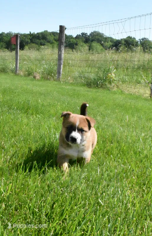 Ava – Shiba Inu, Jack Russell Terrier puppy for sale in Goshen, IN