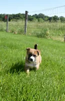 Ava, a female Shiba Inu and Jack Russell Terrier for sale in Goshen, IN – 1 of 3