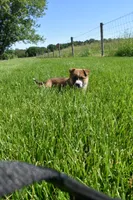 Ava, a female Shiba Inu and Jack Russell Terrier for sale in Goshen, IN – 3 of 3