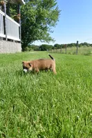 Ava, a female Shiba Inu and Jack Russell Terrier for sale in Goshen, IN – 2 of 3